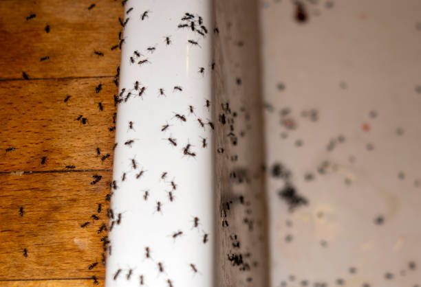 Best Cockroach Control Services  in Benton, TN