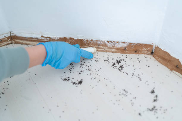 Best Pest Prevention Services  in Benton, TN
